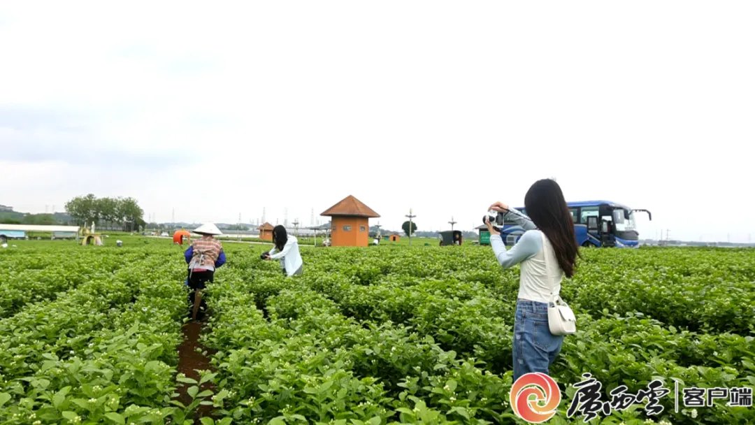 “世界茉莉花都”面临洪水威胁，多座水库发生险情，危及下游群众！当地茉莉花产业年产值超190亿元，出口70多国